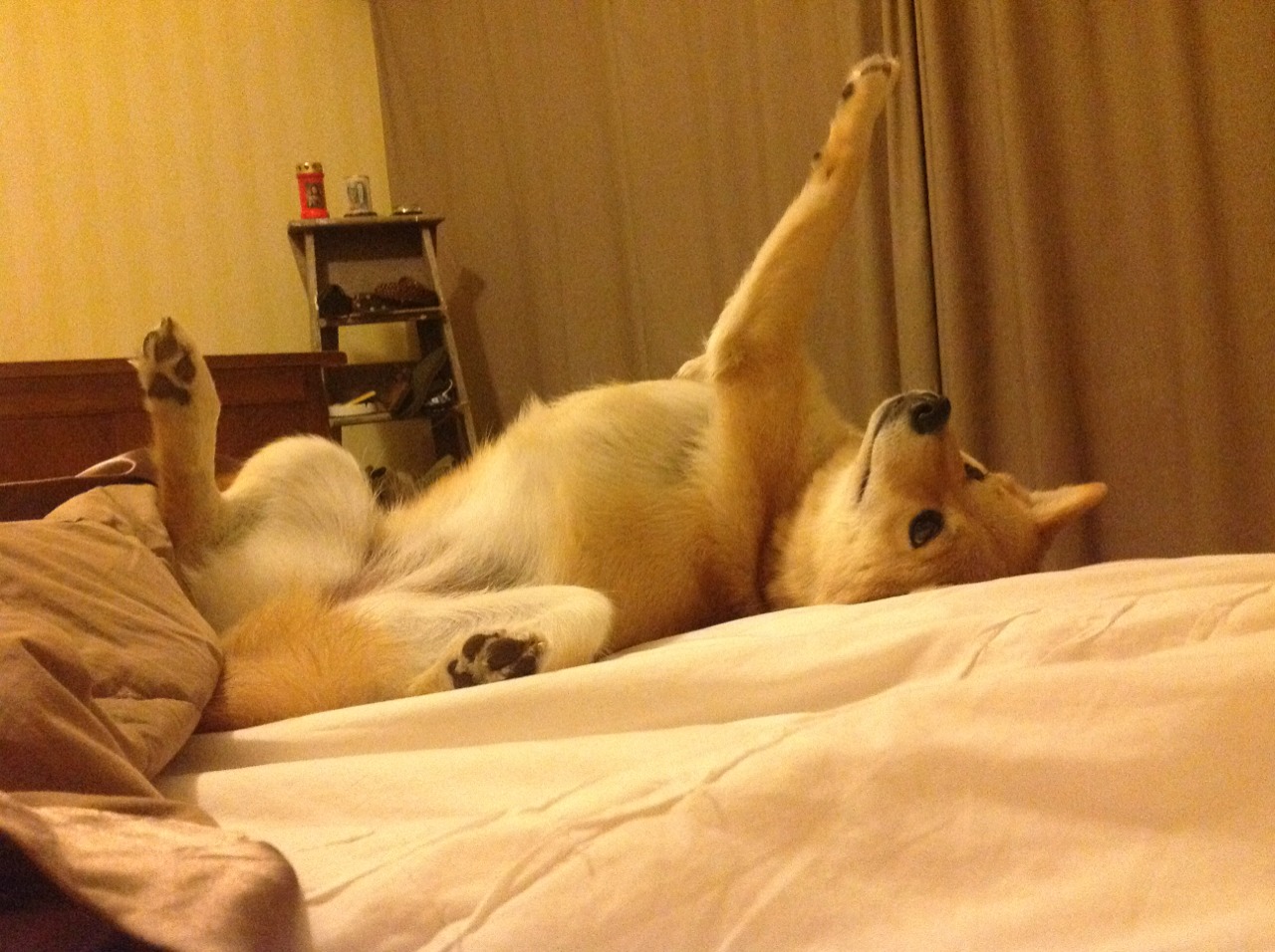 开云体育平台APP-奥运周期关键战之夜，塔图姆冠军级表现淬火出炉