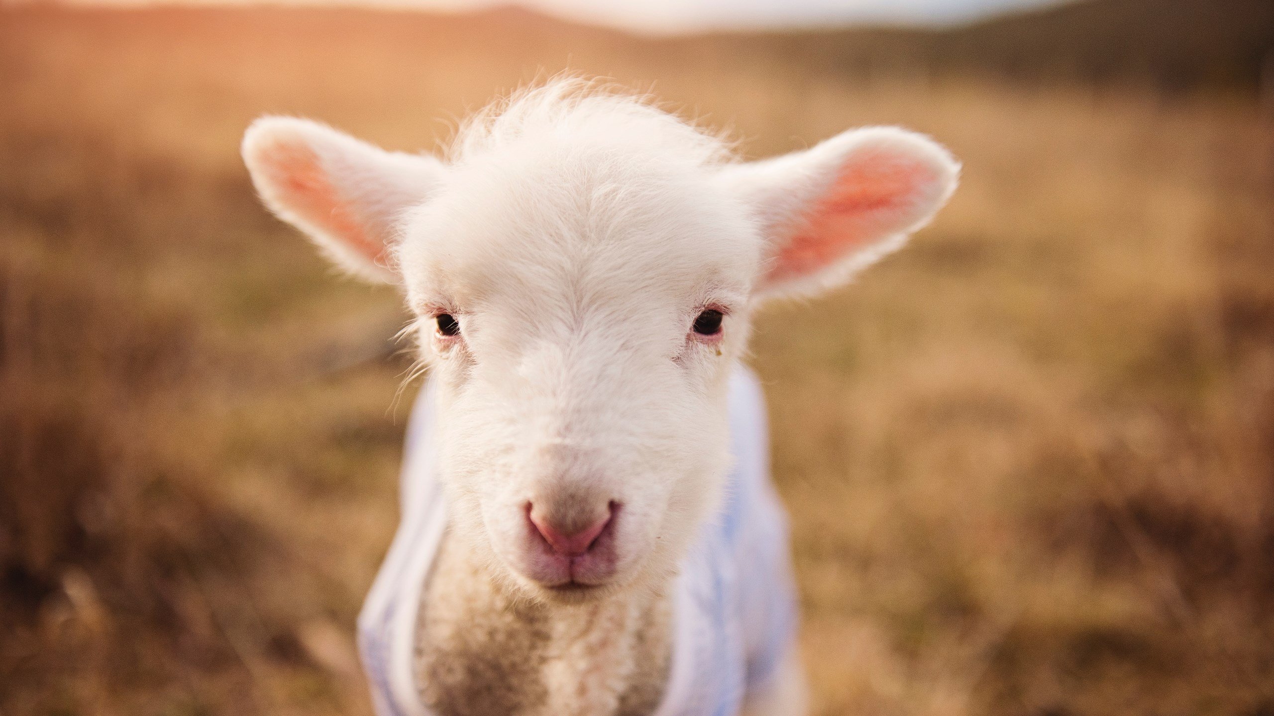 双重主宰，莫德里奇魔笛引领风向，德国战车关键突围乌拉圭