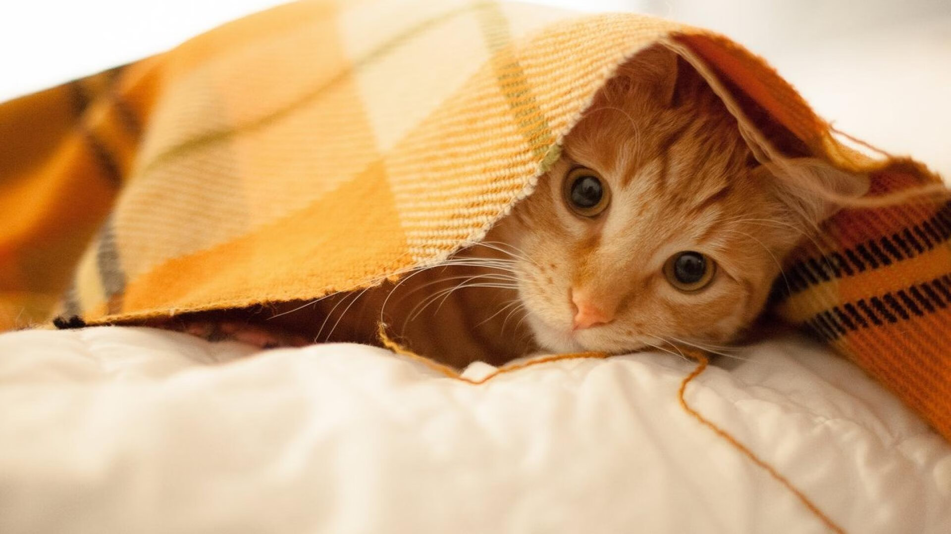 开云体育平台APP-锁链与桑巴，当德国铁壁遇上巴西之舞—足球世界的效率与表演哲学