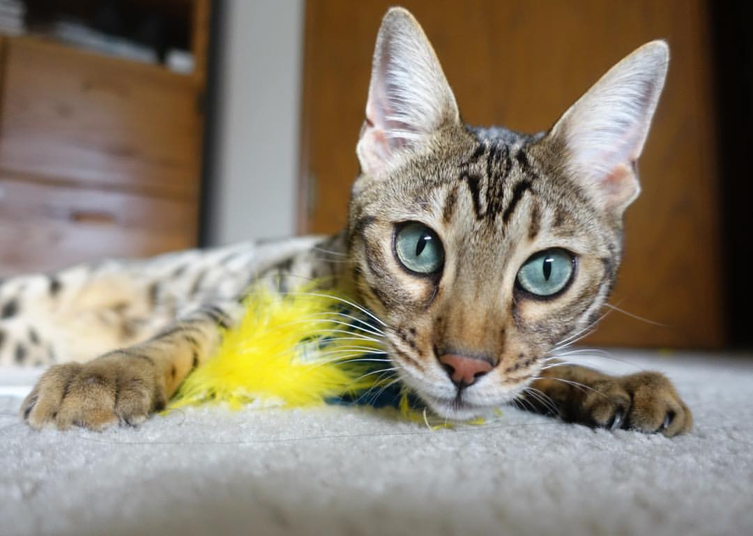 开云体育-绿茵悖论，奥纳纳以门将之身终结马竞，英格兰如何用矛盾法则赢下争冠战