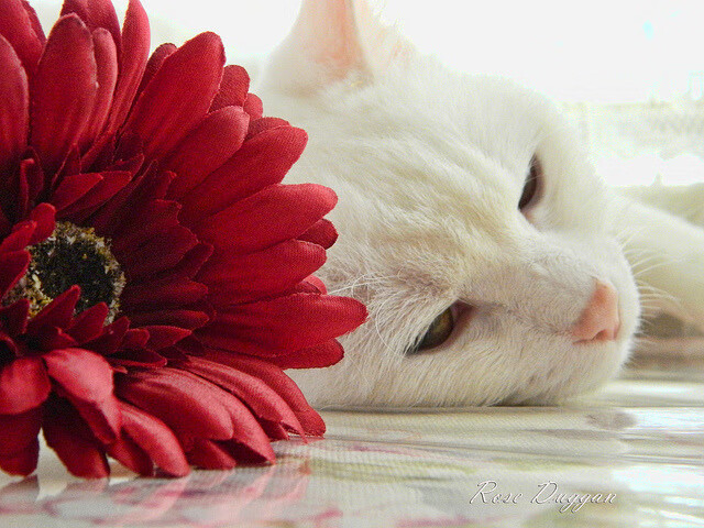 千年一遇的冷箭—基耶萨西决生死战三分纪录之夜