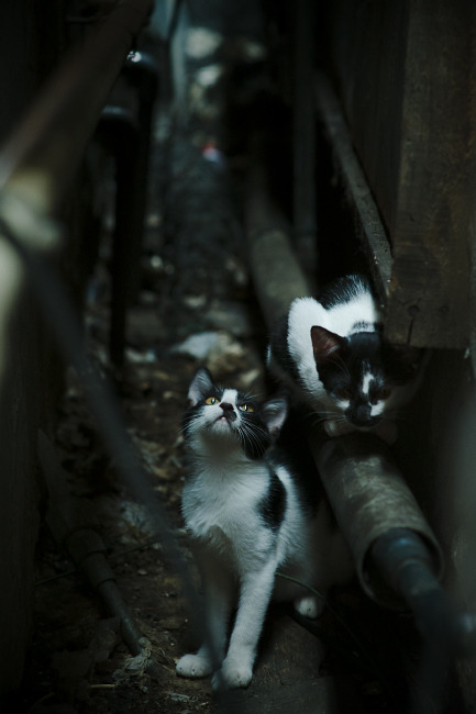 平行时空的悬念美学，世界杯的持久颤动与篮球的干脆利落