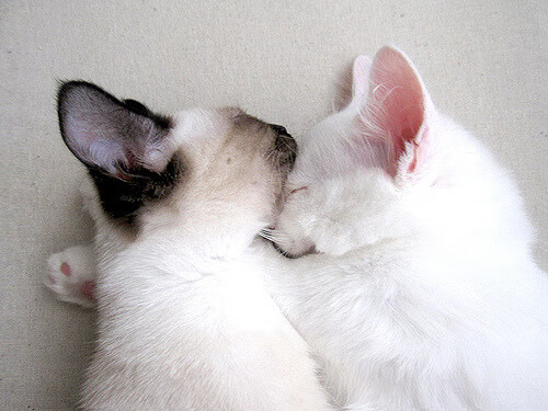 小国英雄,当比利时在绝杀中正名,帕尔默在欧冠接管比赛