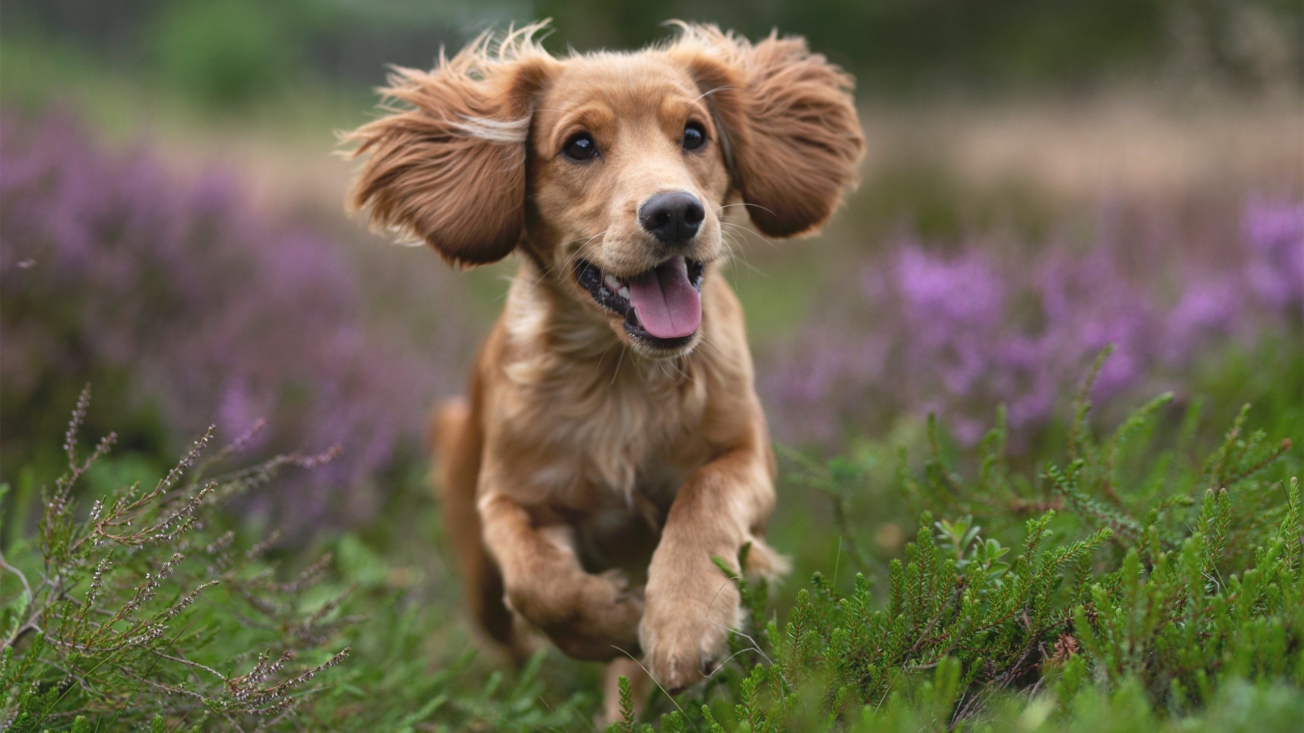 东契奇霸权与尼克斯铁蹄，一场关于火力与统治的「王朝狩猎」