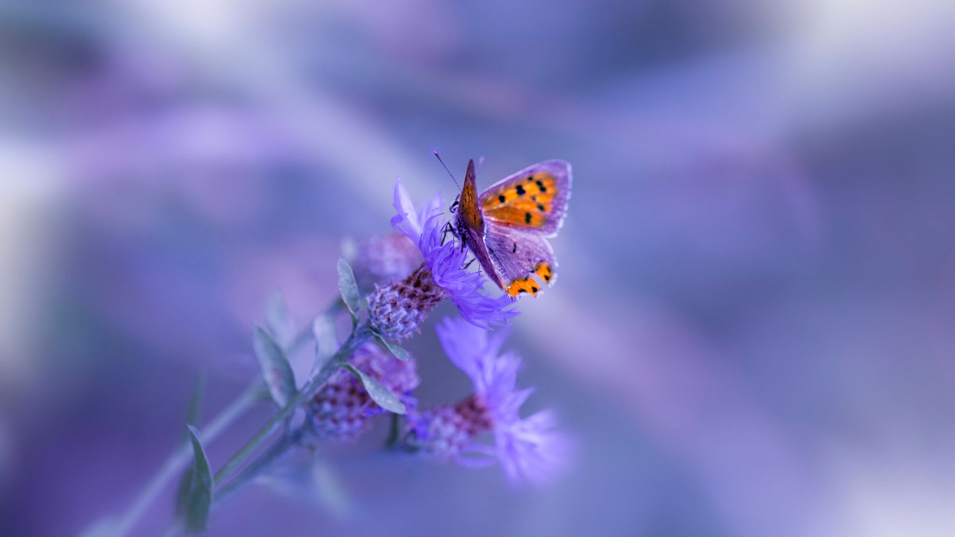 开云sport-冰封悬念与统治降临，恩比德如何以无解表现提前终结系列赛