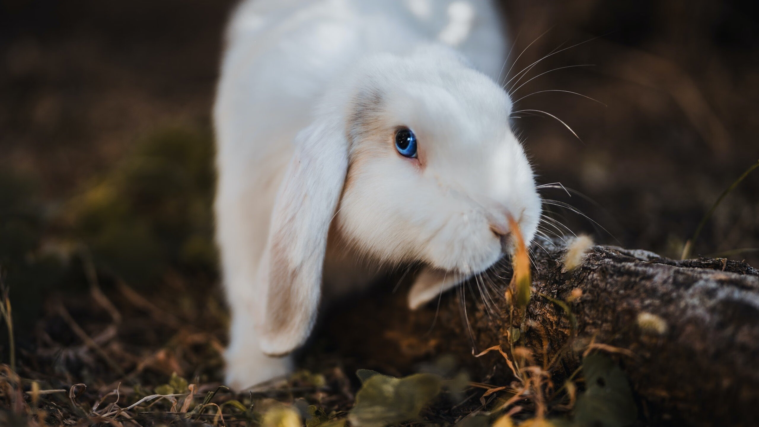 英雄与体系，当詹姆斯扛起全队，马刺用连续得分压制火箭