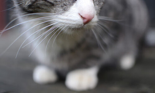 双城记，伦敦的德比硝烟与纽约的篮球狂欢