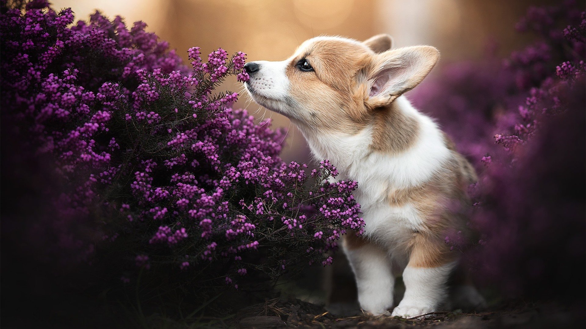 戈贝尔隔空控场，勇士绿军终极对话，防守的艺术赢了三分魔法