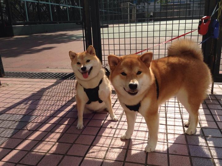 铁血窒息与狂澜接管,两种胜利法则的交响