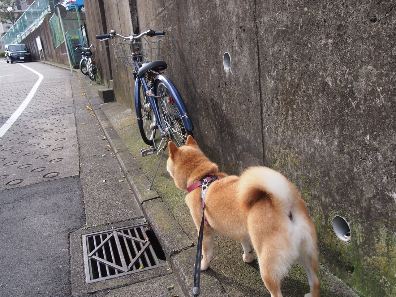 星光与铁壁，三笘薰的魔法时刻与马里队的战术终结