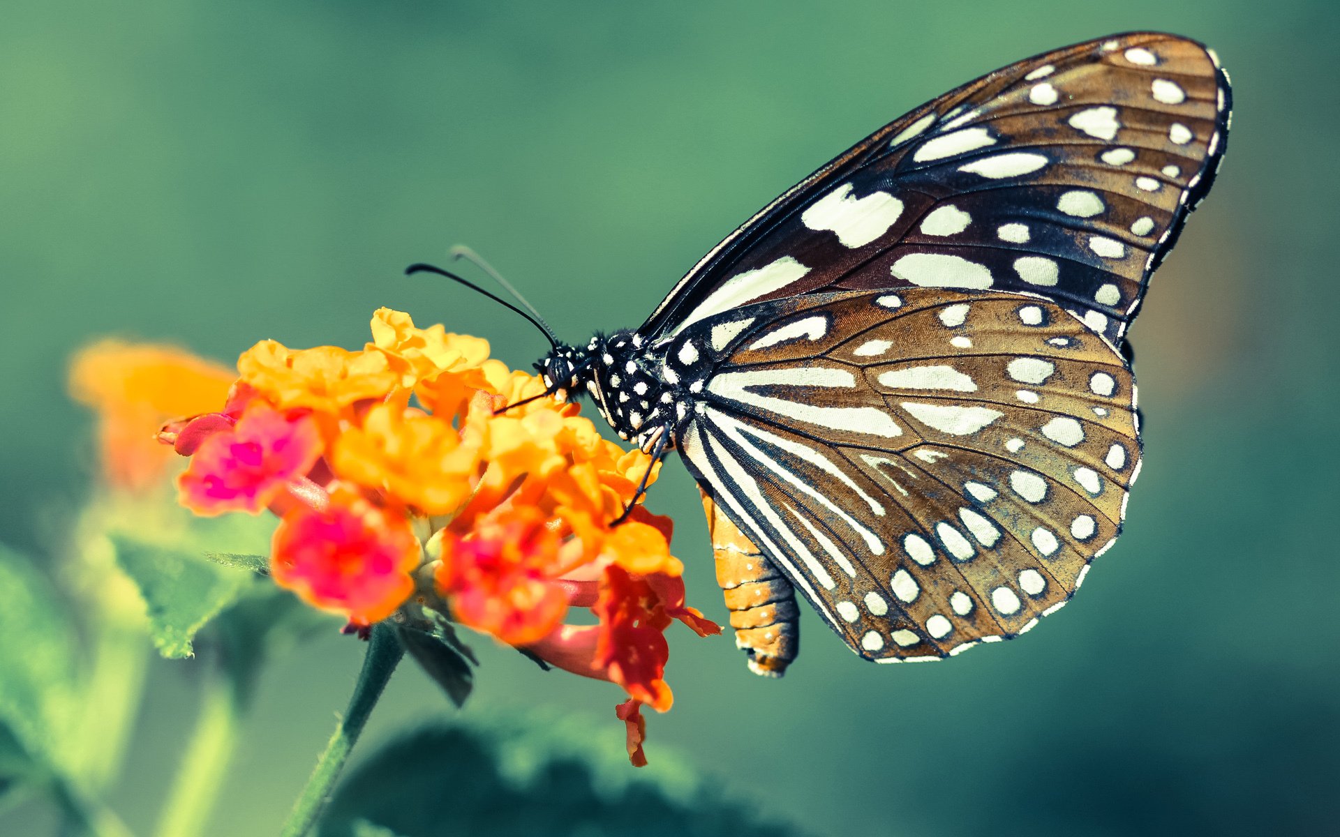 开云体育中国-拉梅洛一传一防定乾坤！深圳决胜局险胜山西，现代篮球节拍器闪耀