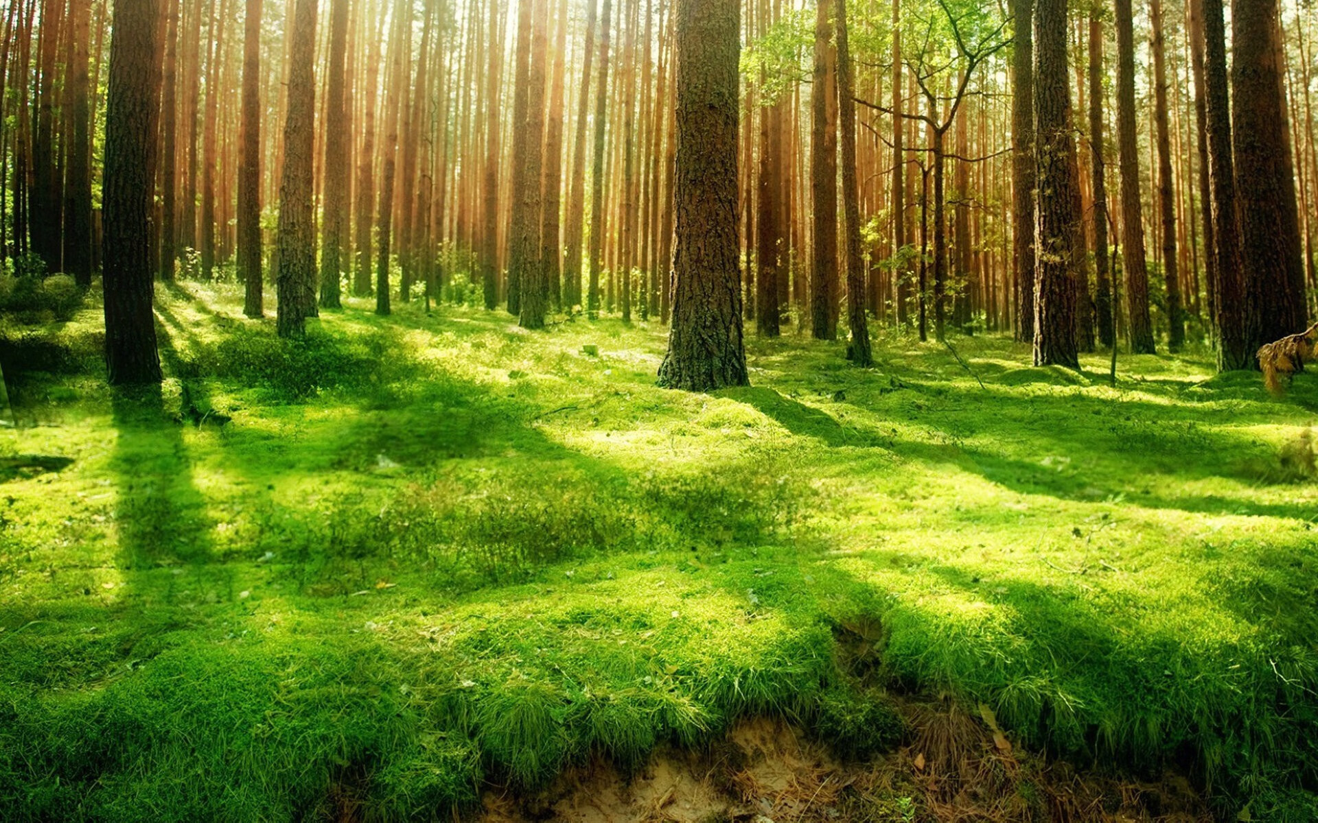 暗夜中的光芒，2026世界杯H组，比利时如何用唯一的剧本，在奥斯梅恩的闪耀下击碎法国